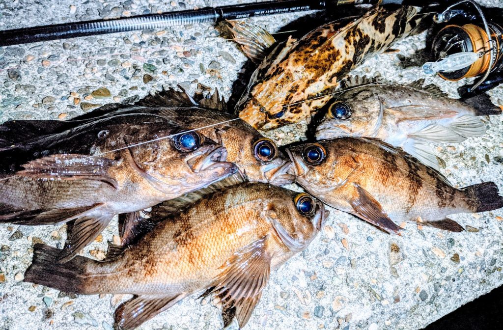 ビーナッツで釣った集合写真メバル7匹とタケノコメバル(2020.3)