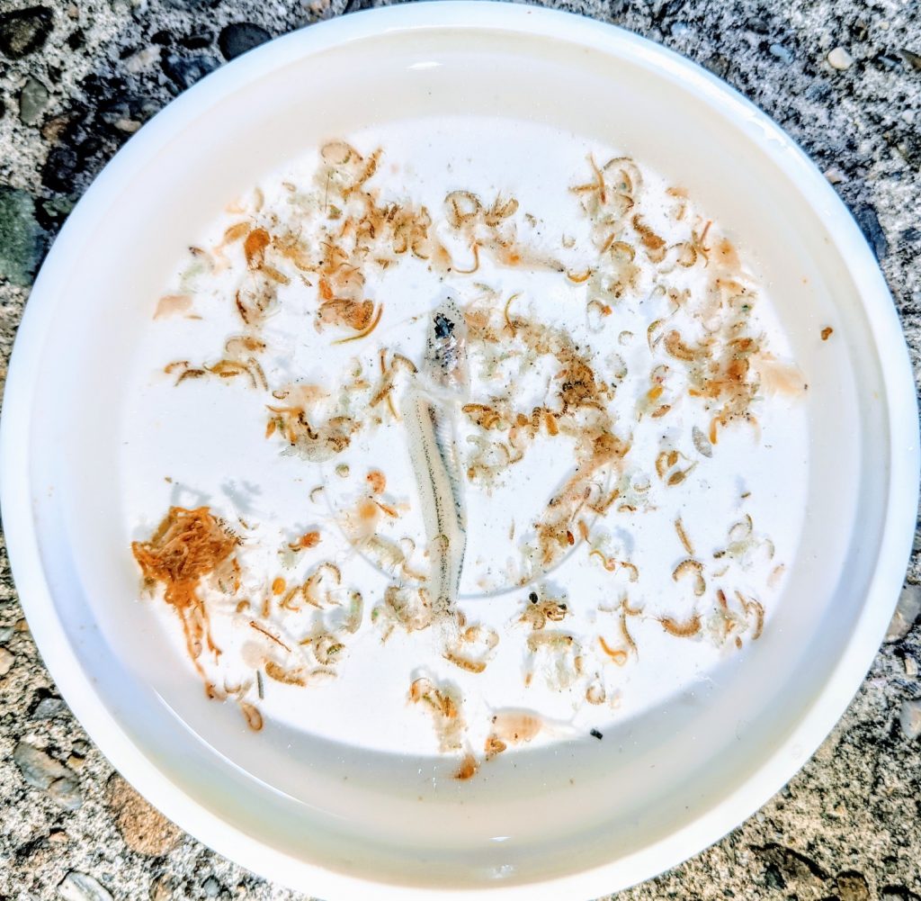 メバル7匹の胃の中のベイトヨコエビ(2020.3)
