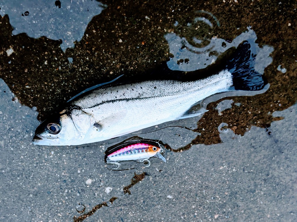 ティロミノーで釣ったタイリクセイゴ（2020.11)