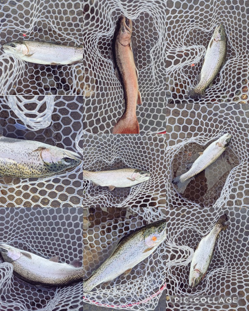 那須白河フォレストスプリングスで釣った魚(2021.12)