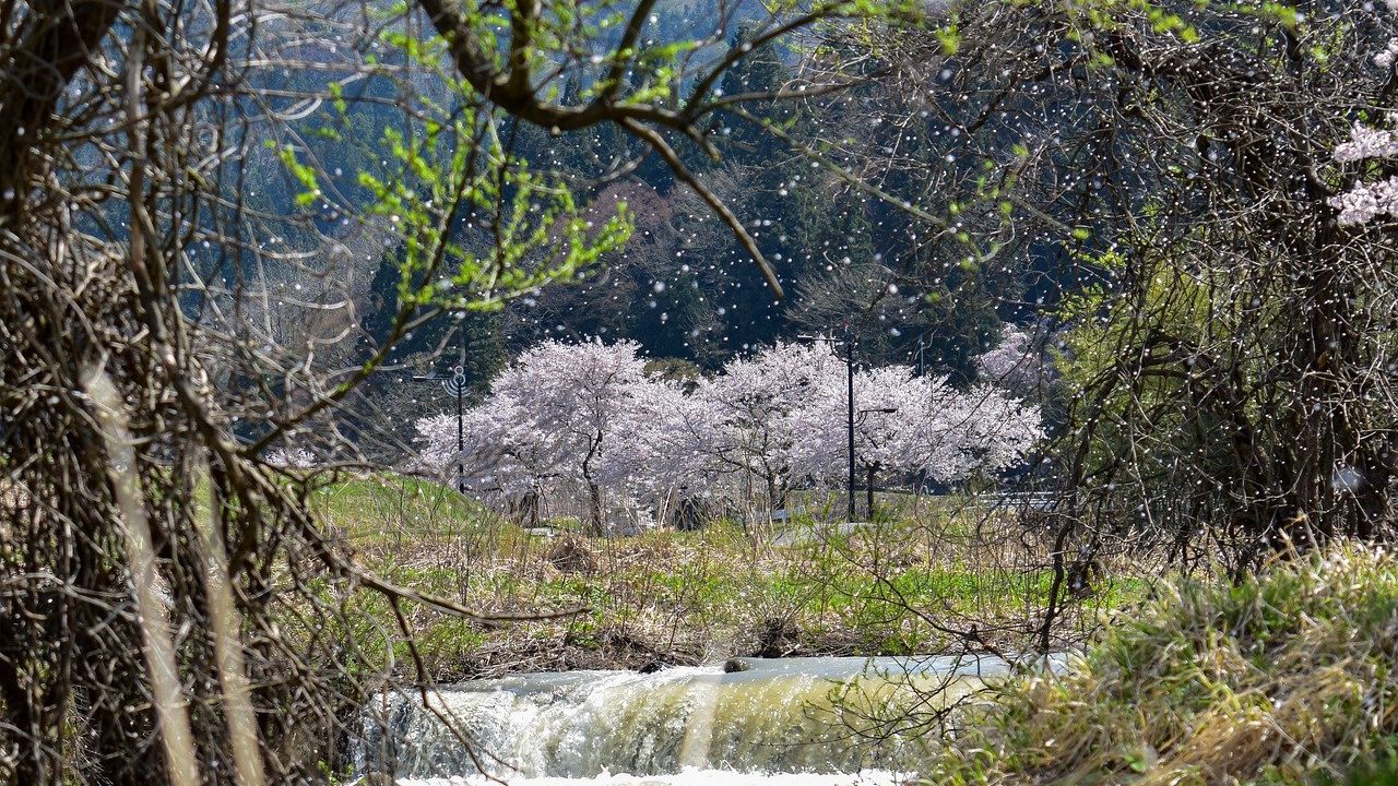 桜の木が見える渓谷の川